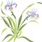 Iris Flower Wall Stencil | 1944 by Designer Stencils | Floral Stencils | Reusable Art Craft Stencils for Painting on Walls, Canvas, Wood | Reusable Plastic Paint Stencil for Home Makeover | Easy to Use & Clean Art Stencil